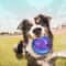 Interactive Squeaky Rubber Ball HighElasticity NonToxic Natural Rubber Toy For Dogs 2