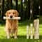 Natural Coffee Wood Dog Chew Stick Sustainable LongLasting Dental Molar Toy 0