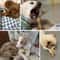 Natural Coffee Wood Dog Chew Stick Sustainable LongLasting Dental Molar Toy 3
