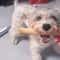 Natural Coffee Wood Dog Chew Stick Sustainable LongLasting Dental Molar Toy 5