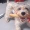Natural Coffee Wood Dog Chew Stick Sustainable LongLasting Dental Molar Toy 5