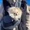 HandsFree Pet Sling Carrier Breathable Mesh Crossbody Travel Bag For Puppies Cats 3