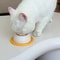 Slow Licking Puzzle Bowl Interactive AntiGulping Feeder For Dogs Cats 4