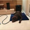 Pet Electric Heating Pad Waterproof Intelligent Thermal Blanket For Dogs Cats 2