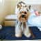 Pet Electric Heating Pad Waterproof Intelligent Thermal Blanket For Dogs Cats 3