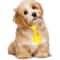 25Piece Solid Color Pet Necktie Set Premium Adjustable Grooming Accessories 2