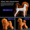 Teddy Grooming Practice Model HighFidelity Simulation Hair Skeleton Standard Head For Pet Beautic 2
