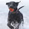 HighElasticity Fetch Ball Solid HeavyDuty Rubber Chew Jumping Toy For Dogs 4