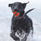 HighElasticity Fetch Ball Solid HeavyDuty Rubber Chew Jumping Toy For Dogs 4