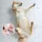 HighVisibility Transparent Pet Raincoat Waterproof Windproof Protective Suit For Small To Large D 5
