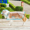HighVisibility Transparent Pet Raincoat Waterproof Windproof Protective Suit For Small To Large D 12