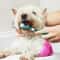 3Sided Pet Toothbrush TripleHead Dental Plaque Tartar Scrubber For Dogs Cats 5