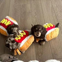 hot dog pet costume – adjustable plush cosplay suit for small to medium dogs & cats