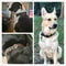 Genuine Leather Utility Collar IndustrialGrade Vintage HeavyDuty Harness For Medium Large Dogs 2