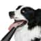 Ultrasonic Pet Dental Scaler HighFrequency Electric Calculus Remover Plaque Defense Kit For Dogs 5