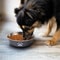 AntiSkid Stainless Steel Bowl HighPerformance Feeding Station With Integrated Silicone Base For Do 2