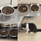 Orthopedic 15 Tilted Neck Guard Pet Feeder 5