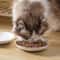 Premium Ceramic Cat Snack Plate With Silicone AntiSlip Pad 2