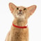 Fashion Stretch Elastic Safety Cat Collar 2
