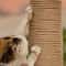 DIY Twisted Jute Rope For Cat Tree Repair Scratchers 5