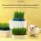SoilFree Hydroponic Cat Grass Planter 1