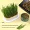SoilFree Hydroponic Cat Grass Planter 3