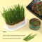 SoilFree Hydroponic Cat Grass Planter 3