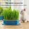 SoilFree Hydroponic Cat Grass Planter 5