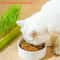 Soilless Layered Cat Grass Germination Set 3