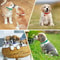 12Piece Soft Puppy ID Collar Set With Jingly Bells 3