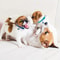 12Piece Soft Puppy ID Collar Set With Jingly Bells 4