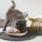 WhiskerFriendly Ergonomic Ceramic Bowl With NonSlip Stand 2