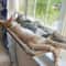 HeavyDuty Window Mount Cat Hammock Sunny Seat 2