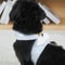 Kawaii Angel Wing Pet Vest Harness Leash Set 2
