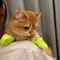 Miniature CrocStyle Silicone Shoe Pendants Pet Toys 4