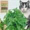 PureLeaf 100 Organic Natural Catnip 2