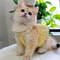 Petal Princess Floral Wreath Summer Pet Dress 0