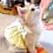 Petal Princess Floral Wreath Summer Pet Dress 6