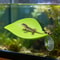 Simulated Reptile Basking Leaf Resting Terrace 1