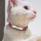 Personalized Safety Cat Collar With Engraved ID Nameplate 5