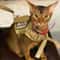 Elite Tactical EscapeProof Cat Harness And Leash Set 1