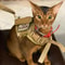 Elite Tactical EscapeProof Cat Harness And Leash Set 1