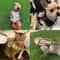 Elite Tactical EscapeProof Cat Harness And Leash Set 5