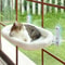 Aerial Window Perch Cat Hammock 7