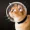 Breathable AntiBite Grooming Astronaut Helmet 0