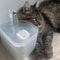 Automatic Circulating Flow Pet Water Fountain 4