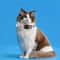 Personalized Plaid Breakaway Safety Cat Collar 4
