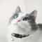 Personalized Plaid Breakaway Safety Cat Collar 5