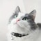 Personalized Plaid Breakaway Safety Cat Collar 5