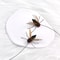 10Piece Simulated Insect Feather Replacement Set 1